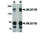 JMJD1B Antibody in Western Blot (WB)