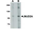 JMJD2A Antibody in Western Blot (WB)