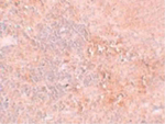 JMJD4 Antibody in Immunohistochemistry (Paraffin) (IHC (P))