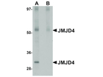 JMJD4 Antibody in Western Blot (WB)