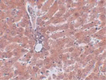 JMJD5 Antibody in Immunohistochemistry (Paraffin) (IHC (P))