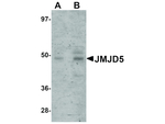 JMJD5 Antibody in Western Blot (WB)
