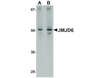 JMJD6 Antibody in Western Blot (WB)