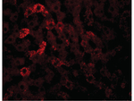 JMJD7 Polyclonal Antibody