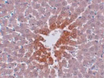 JMJD7 Antibody in Immunohistochemistry (Paraffin) (IHC (P))
