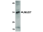JMJD7 Antibody in Western Blot (WB)