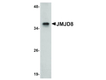 JMJD8 Antibody in Western Blot (WB)
