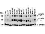 KEAP1 Antibody in Western Blot (WB)