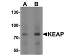 KEAP1 Antibody in Western Blot (WB)