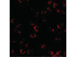 KIF5 Antibody in Immunocytochemistry (ICC/IF)