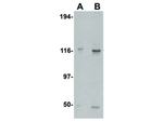 KIF5 Antibody in Western Blot (WB)