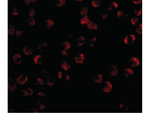 KIF5 Antibody in Immunocytochemistry (ICC/IF)