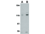 KIF5 Antibody in Western Blot (WB)