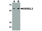 KIRREL3 Polyclonal Antibody