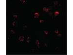 KLHL15 Antibody in Immunocytochemistry (ICC/IF)