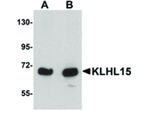 KLHL15 Antibody in Western Blot (WB)