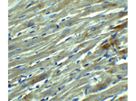 KLOTHO Antibody in Immunohistochemistry (Paraffin) (IHC (P))