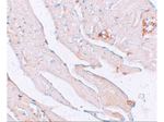 KLOTHO Antibody in Immunohistochemistry (Paraffin) (IHC (P))