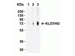 KLOTHO Antibody in Western Blot (WB)