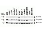 KLOTHO Antibody in Western Blot (WB)