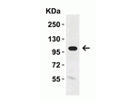 KLOTHO Antibody in Western Blot (WB)