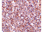 KLRA1 Antibody in Immunohistochemistry (Paraffin) (IHC (P))