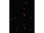 KLRA1 Antibody in Immunocytochemistry (ICC/IF)