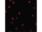 KPNA1 Antibody in Immunocytochemistry (ICC/IF)