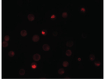 KPNA4 Antibody in Immunocytochemistry (ICC/IF)