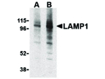 LAMP1 Antibody in Western Blot (WB)
