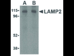LAMP2 Antibody in Western Blot (WB)