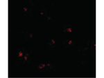 LASS5 Antibody in Immunocytochemistry (ICC/IF)