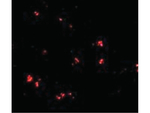 LASS5 Antibody in Immunocytochemistry (ICC/IF)