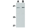 LASS5 Antibody in Western Blot (WB)