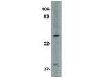 LGI1 Antibody in Western Blot (WB)