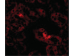 LIAR Polyclonal Antibody