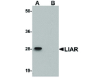 LIAR Antibody in Western Blot (WB)