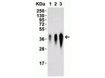 LIF Antibody in Western Blot (WB)