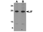 LIF Antibody in Western Blot (WB)