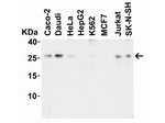 LIF Antibody in Western Blot (WB)