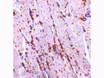 LIMP2 Antibody in Immunohistochemistry (Paraffin) (IHC (P))