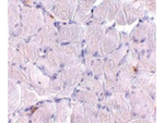 LIMP2 Polyclonal Antibody