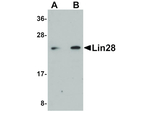 LIN28 Antibody in Western Blot (WB)