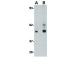 LIS1 Antibody in Western Blot (WB)