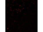 LMBRD1 Polyclonal Antibody