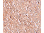 LMBRD1 Antibody in Immunohistochemistry (Paraffin) (IHC (P))