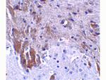 LRFN1 Antibody in Immunohistochemistry (Paraffin) (IHC (P))
