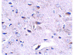 LRFN3 Antibody in Immunohistochemistry (Paraffin) (IHC (P))