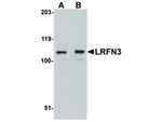 LRFN3 Antibody in Western Blot (WB)