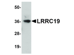 LRRC19 Antibody in Western Blot (WB)
